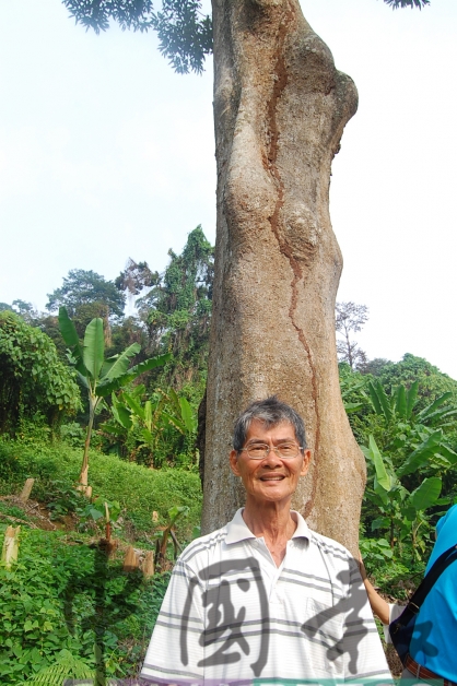 刘关水说，他背后的神仙榴梿是祖父刘火山在75年前种下的。
