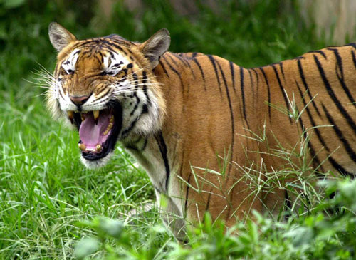 印度保护区内老虎数量大增。