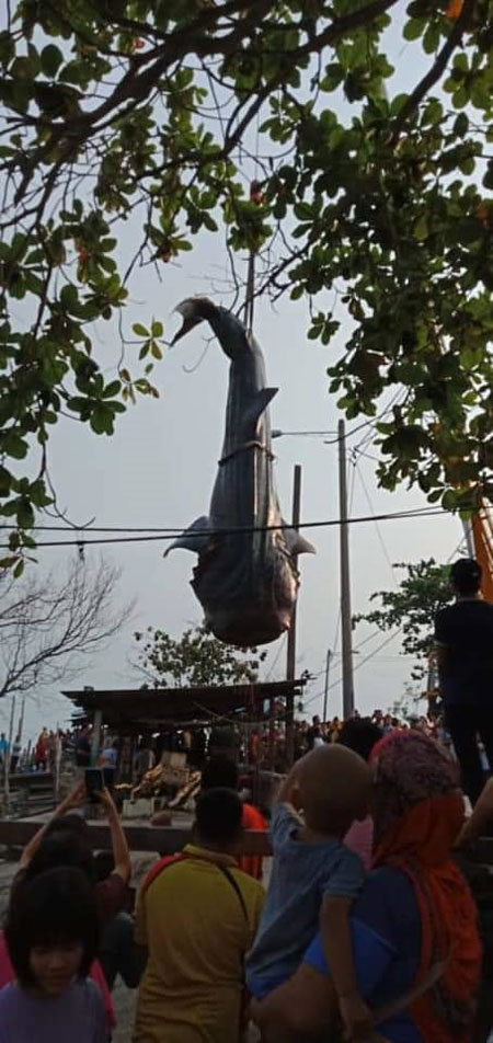 当局动用吊车将鲸鲨尸骸吊到罗厘上，准备送往海龟及海洋生态中心进行解剖。