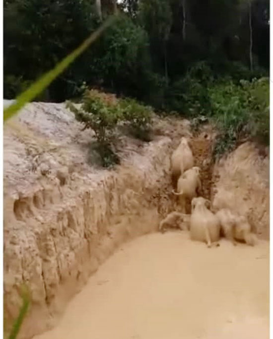 大象成功从挖掘机开辟的小路，爬上陆地。