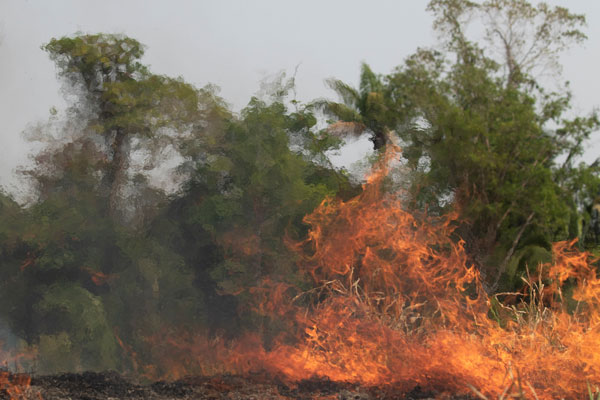 巴西朗多尼亚的亚马逊雨林，遭大火肆虐。（欧新社）