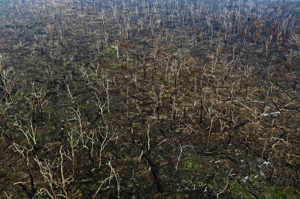 巴西朗多尼亚的亚马逊雨林，在大火狂烧后焦黑一片。（法新社）