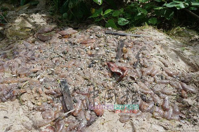 浮罗交怡数个地区沙滩，出现大量海番薯搁浅。