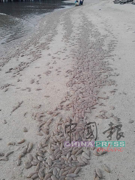 数以千计海番薯，搁浅在沙滩上。