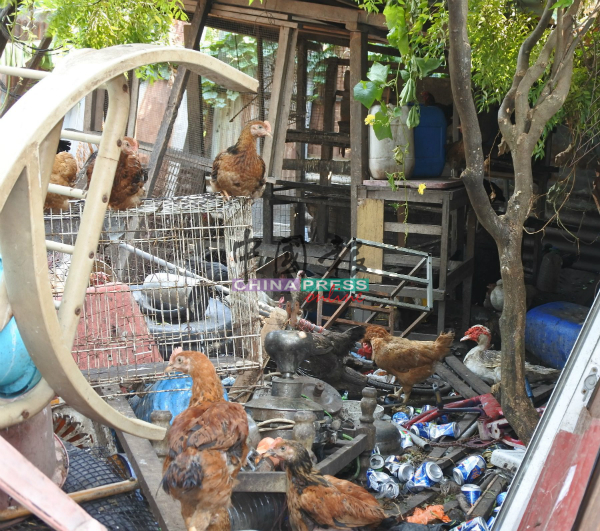 鸡鸭与垃圾为伍，环境卫生也变得极为恶劣。