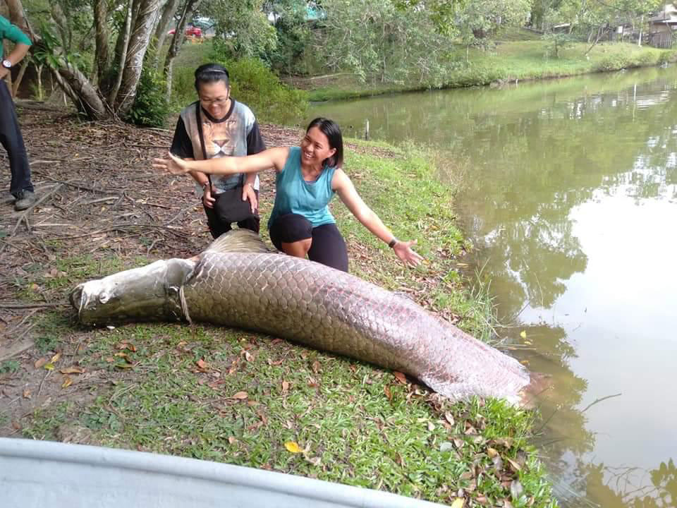 巨骨舌鱼长7尺，一名女士张开双臂也不及其长度。
