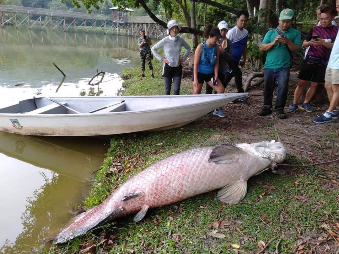 一只长约7尺的巨骨舌鱼被捞上岸后，引起民众围观及拍照。