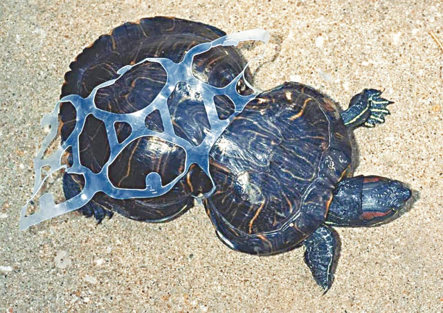 海龟被塑料圈套着导致发育畸形，是海中充斥塑料垃圾恶果之一。