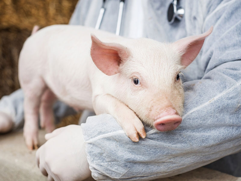 英国一名心脏移植专家预测，猪心人体移植有望在3年内实现。 （示意图）
