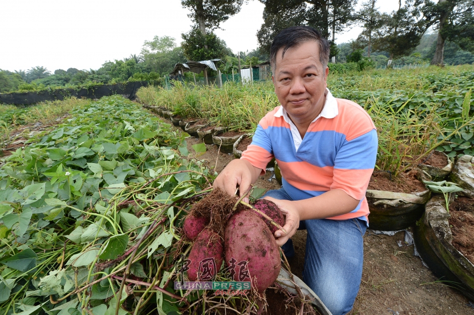 “Anggun”紫薯需种植四个月才能收成，一亩地可种１万2000棵番薯。杨丕德身后的番薯园，是以一排姜一排番薯的方式来种植，此种植方法可以阻隔和延缓植物之间病毒的传播。