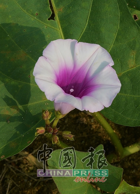 番薯也会开花，而且花朵与牵牛花十分相似。Anggun紫薯在种植一个月后就会开花，但即使不开花，也一样能长出番薯。