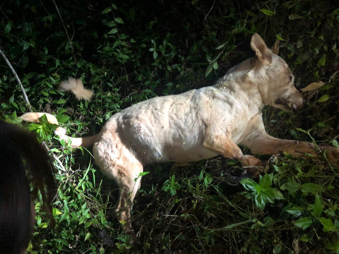 发现流浪狗遭射死的陈金辉，第一时间拍照为证。