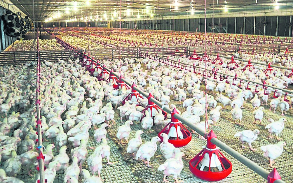 养鸡业者受促遵守条例，避免对周遭社区带来滋扰。