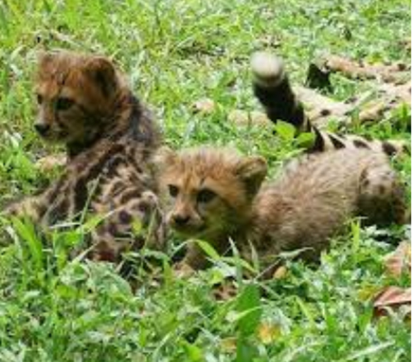 在国家动物园出生的两只猎豹幼崽，健康状况良好。