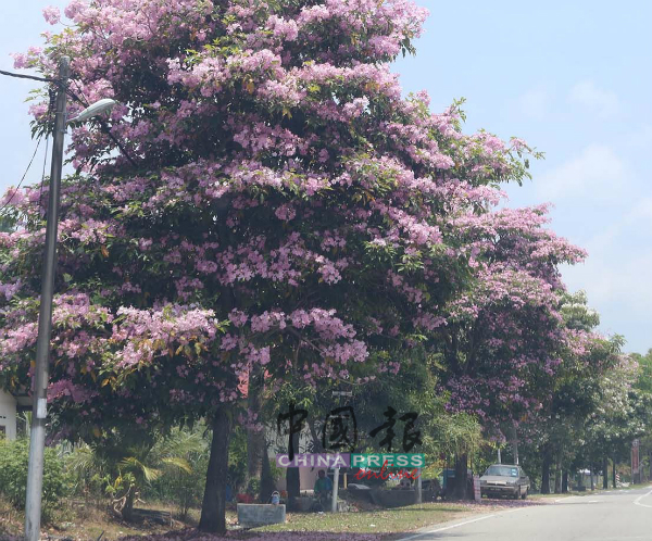 阿依沙叻新村计划种植风铃木，树长成后料将形成美景。（档案照）