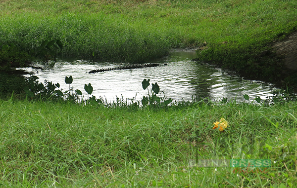 相信河水受到污染，鳄鱼趁涨潮停留在河边的小水潭嬉水及呼吸新鲜空气。
