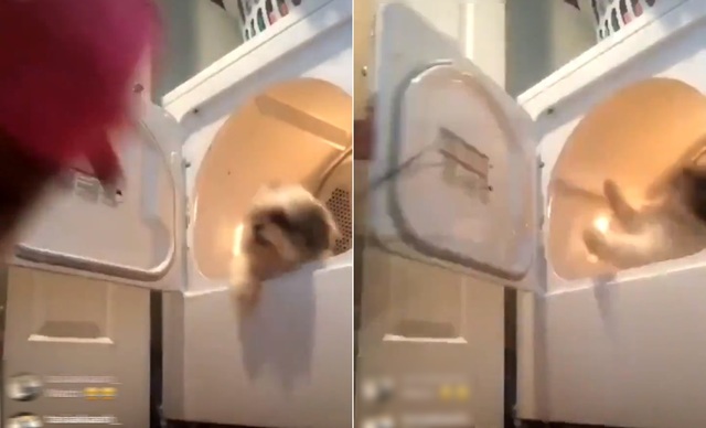 宠物犬被丢进烘衣机。
