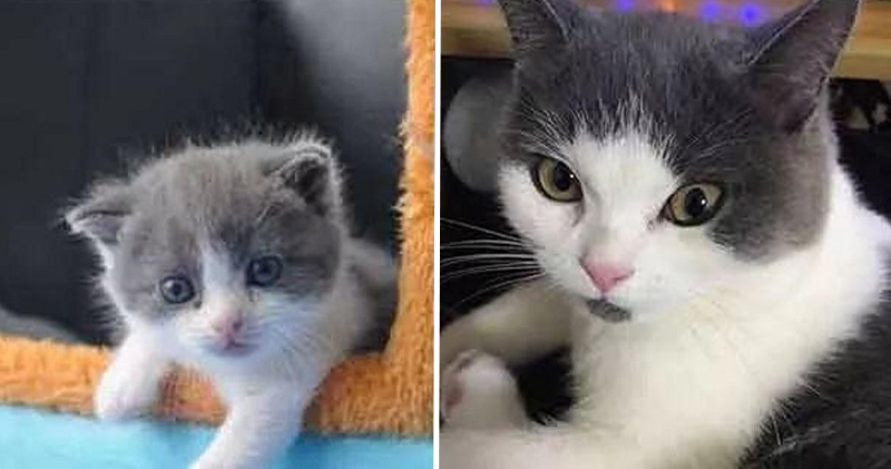 复制猫“大蒜”（左）、已过世的“大蒜”（右）。