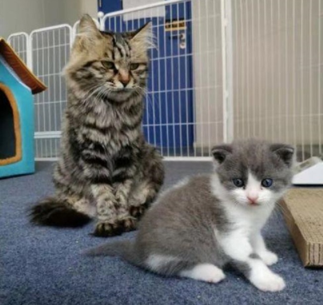 复制猫大蒜（右）和代孕猫妈妈（左）。