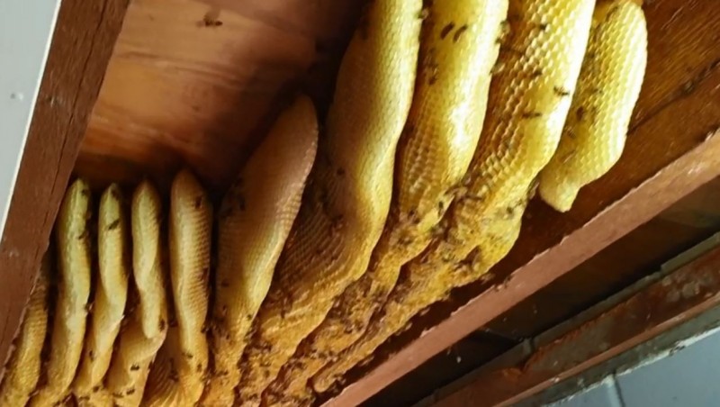 6万只蜜蜂群住家天花板夹层当作蜂窝。