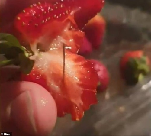 澳洲再度惊爆“草莓藏暗器”事件，引发社会恐慌。