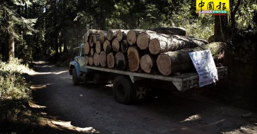 墨尔本因伐木活动  流失150亿公升水