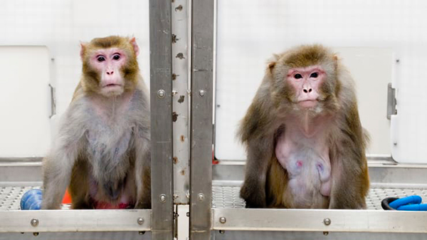 美国威斯康星大学非人类灵长类动物国家研究中心的猴子。　（档案照）