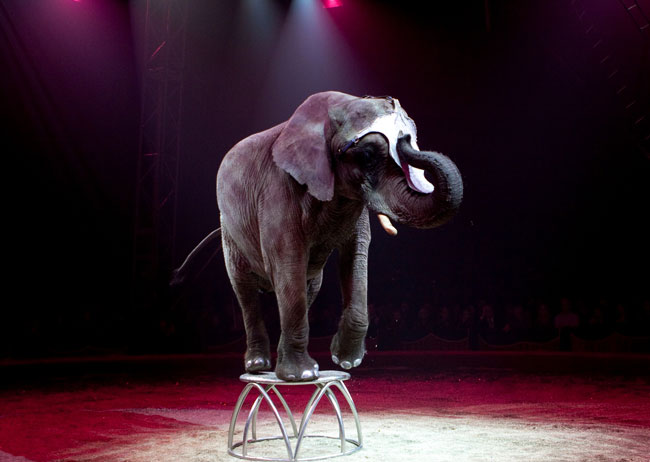 大象表演。