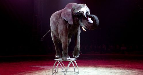 丹麦政府斥资681万购买 马戏团4大象享退休生活