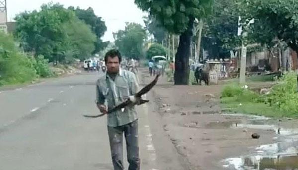 印度男子柯瓦每天受乌鸦追踪攻击“报复”，头部多次被啄伤。如今，他每次外出都携带棍子防身。（互联网）