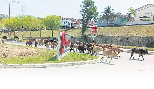 牛群游荡造成公路意外频频发生，甚至夺走人命，州政府决定设立委员会管制牛群问题。