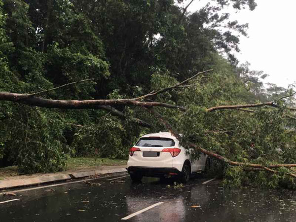 周五下午亚庇刮起一阵强风，一棵倒树压到一辆途经该处的汽车。