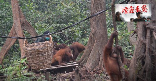 ◤烟霾来袭◢  印尼烟霾不只呛人  37人猿呼吸道感染