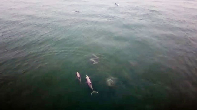 海豚跳跃畅游的画面，在峇都丁宜海面出现。（截图自Jeremy Ng Cheng Soon视频）