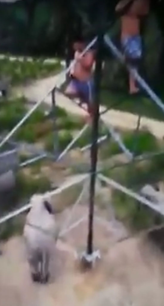 小园主爬到电讯塔上等候野象出现，并拍摄视频。