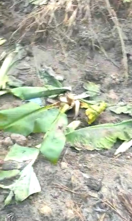 香蕉树遭野象摧毁。