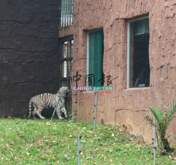 白虎艾莎公主在马六甲动物园正式亮相，相信是还不适应环境，一直在出口徘徊。