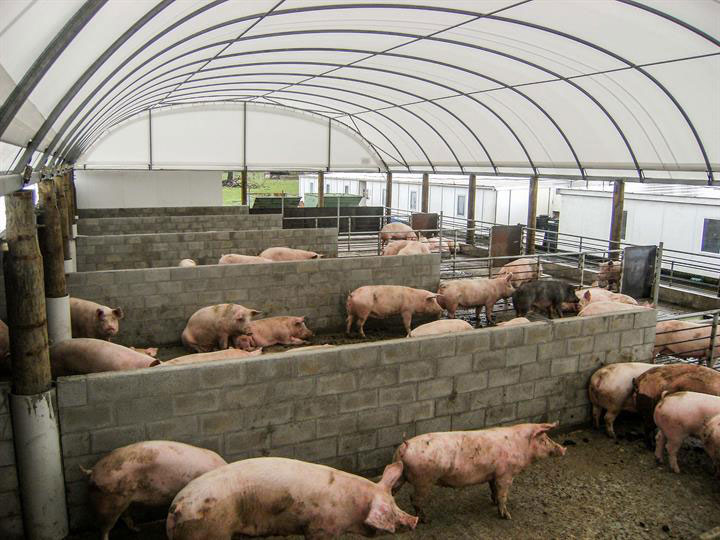 菲律宾的养猪农场（档案照）