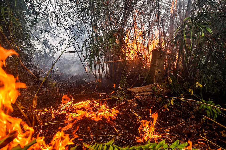 印尼廖内省北干巴鲁的林火，周三仍在持续狂烧。（法新社）