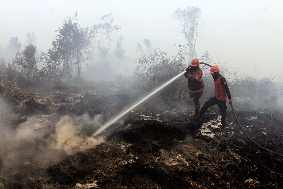 消防员周三在廖内省甘帕市展开扑灭林火的工作。（美联社）