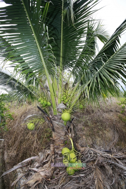 “班兰椰”经过混种杂交后，树身比较矮且结果较快，第一串椰子可以碰触到地面，因此，用手就能采到；当椰树稍微长高之后可用折梯采收，再之后就必须使用割油棕的镰刀采收。