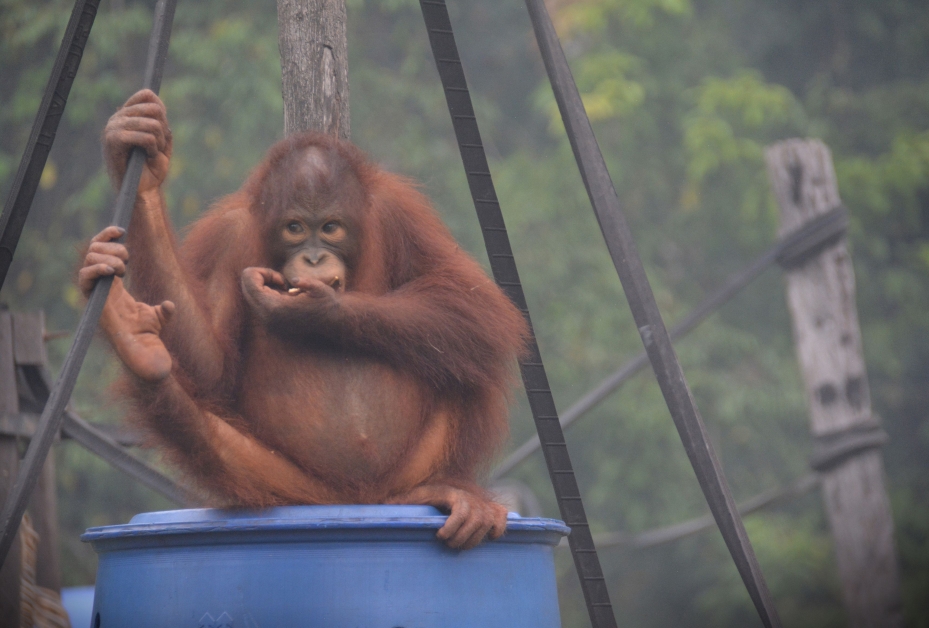 印尼大规模森林大火产生的有毒烟霾，严重影响濒临灭绝的人猿及其栖息地。