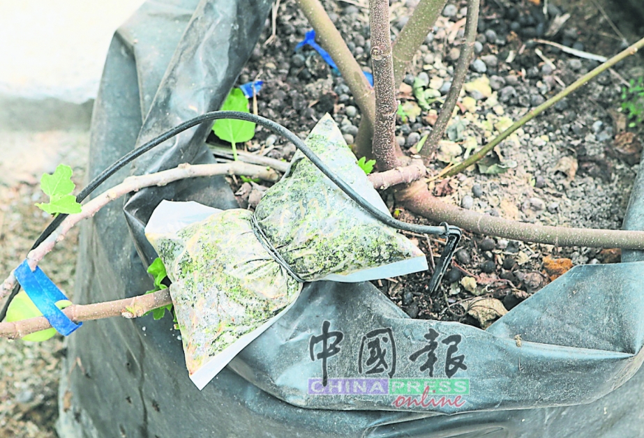 采用空中压条“Air Layering”方式繁殖无花果成功率高，因有健康的母树提供庇护和养分，直到其发育出完整的根部（约21天），才剪下另行种植，约四个月后便会结果。