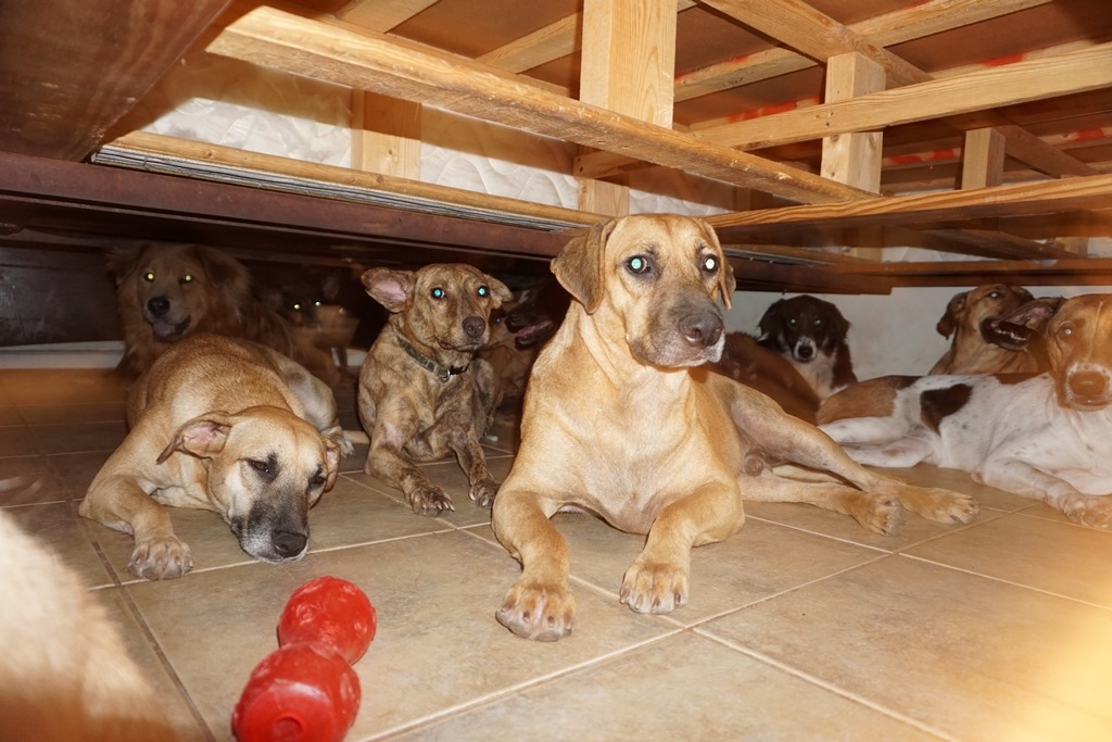 切拉菲利普斯在飓风来袭时，于家中收留了97只流浪狗。