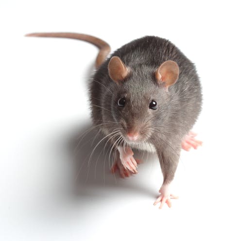 科学家猜测老鼠可能本性就喜欢玩游戏所带来的趣味感。