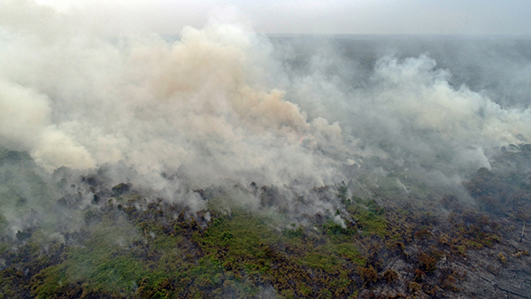 高空航拍图显示，中加里曼丹省庞卡兰布翁市林火不断燃烧，冒出滚滚浓烟。（欧新社）