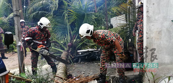 椰树倒下压中住家及一名妇女兰拉希巴，消拯员锯开树干，移出妇女并送她往斯里曼绒治疗。