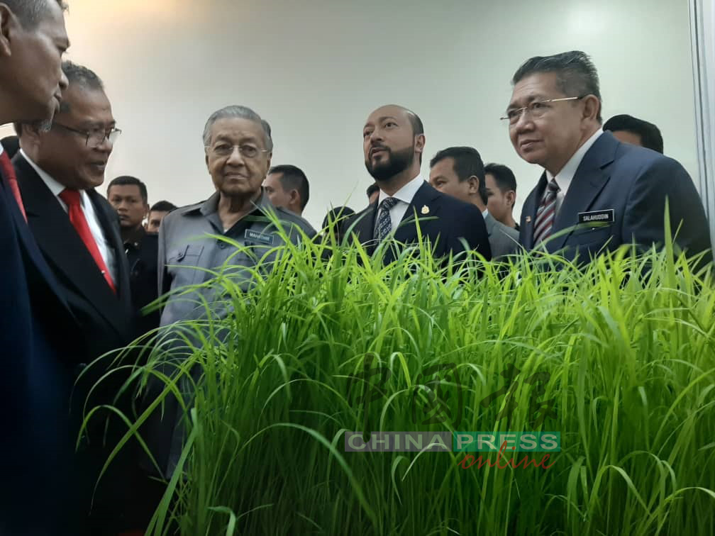 马哈迪（左3起）在吉打州务大臣拿督斯里慕克里兹及农业及农基工业部长沙拉胡丁阿育陪同下，参观一家公司的稻米品种。
