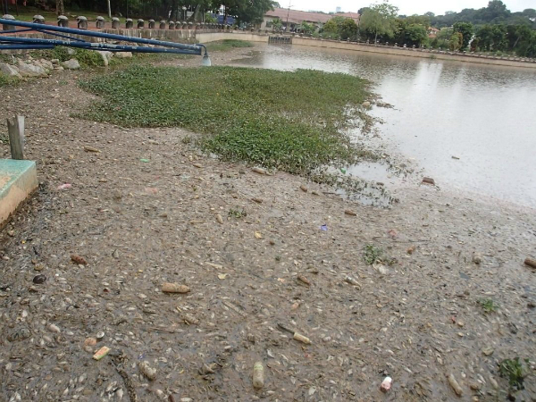 美化马六甲河第二期工程的河道，近日出现大量死鱼。