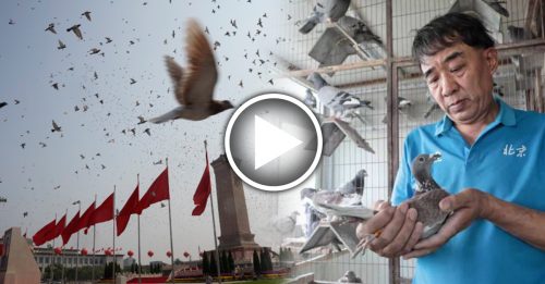 ◤中國國慶70周年◢ 放飛7萬和平鴿 有的回家 有的迷航了！